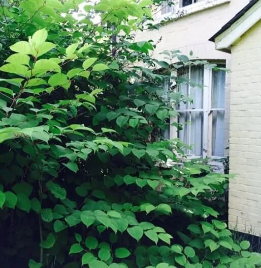 Knotweed - Guest Blog from Emily Grant.