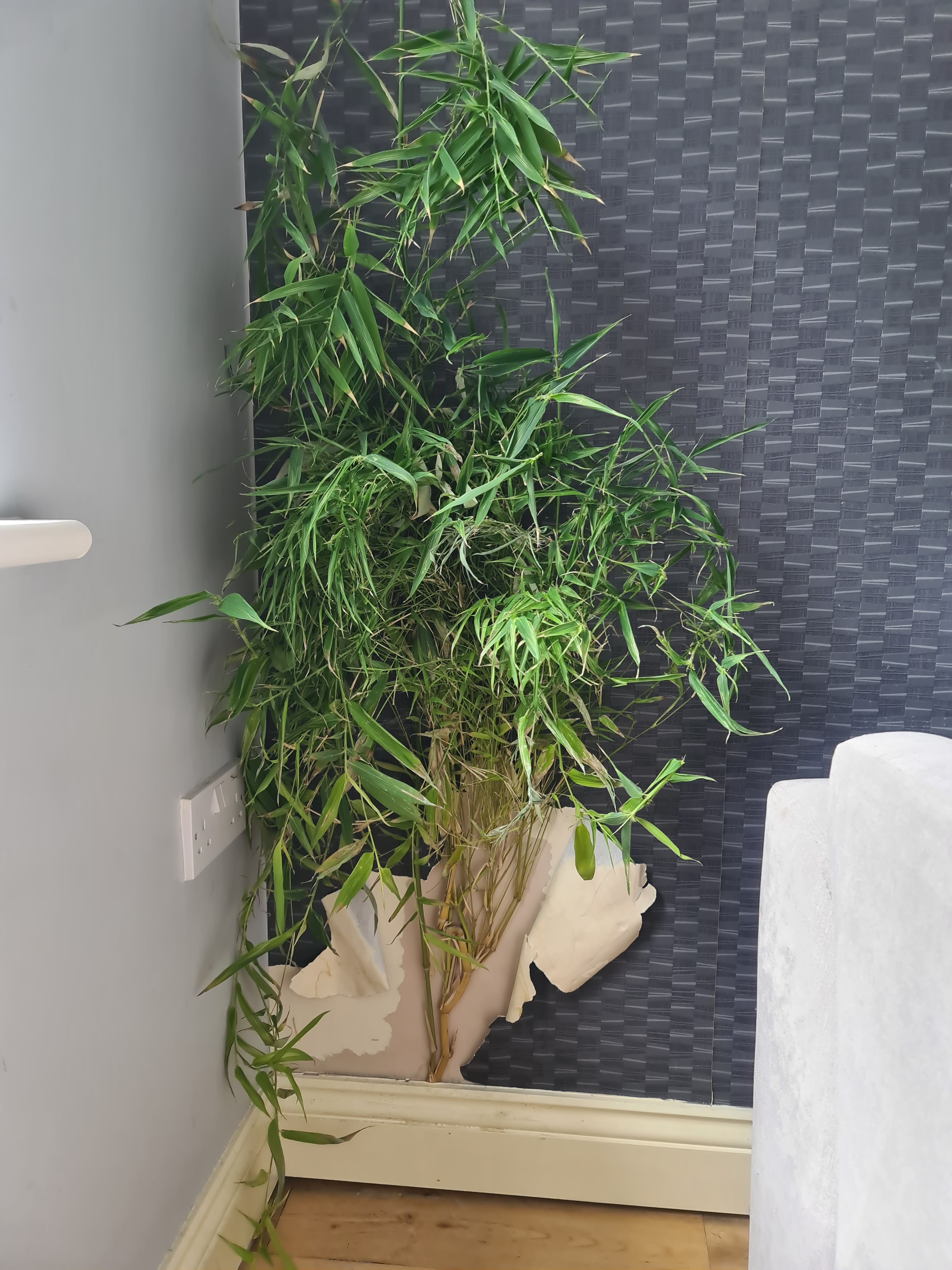 Invasive bamboo is a growing threat to property transactions