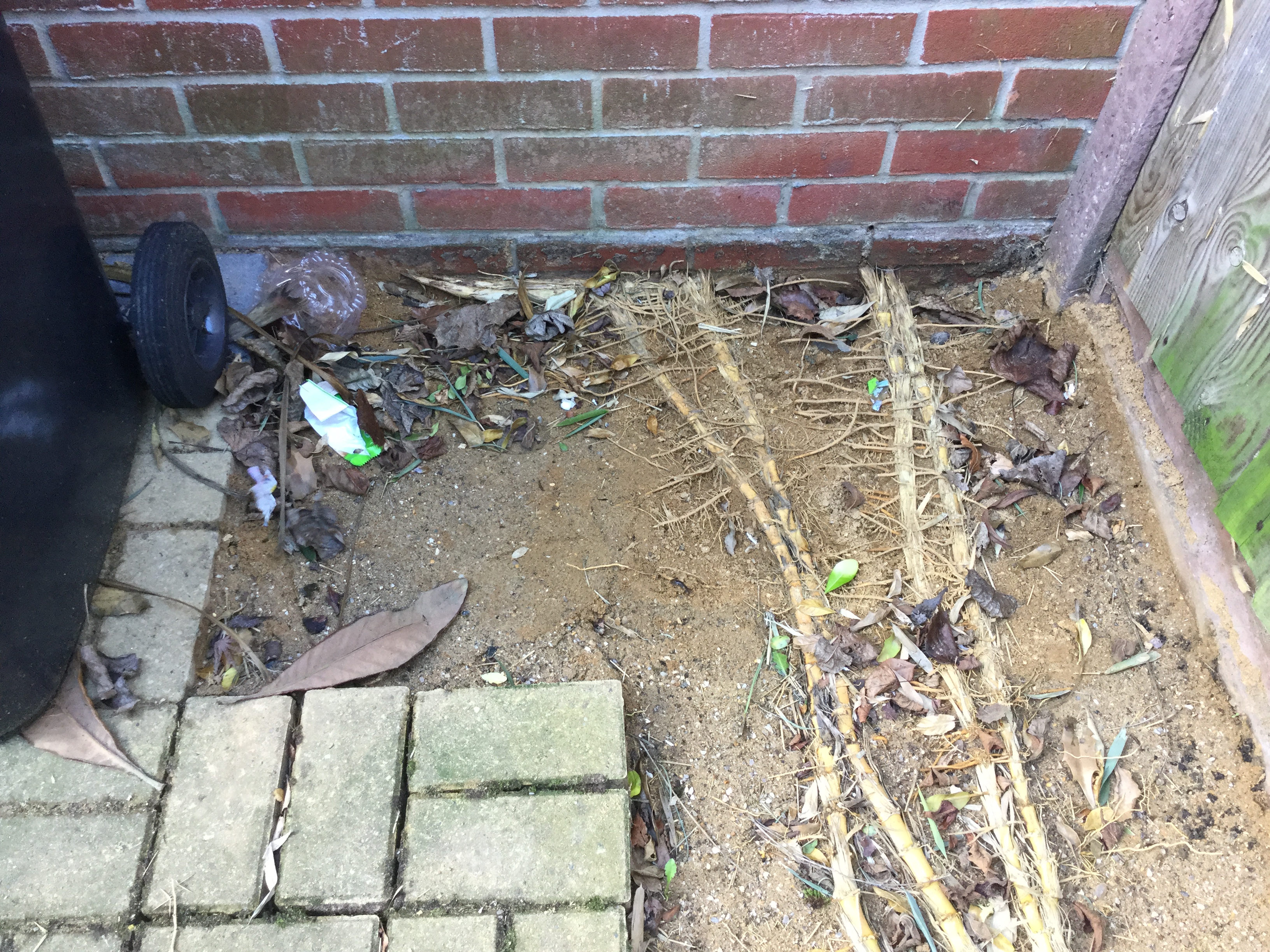 Bamboo roots