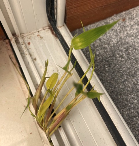 Bamboo growing under a conservatory floor