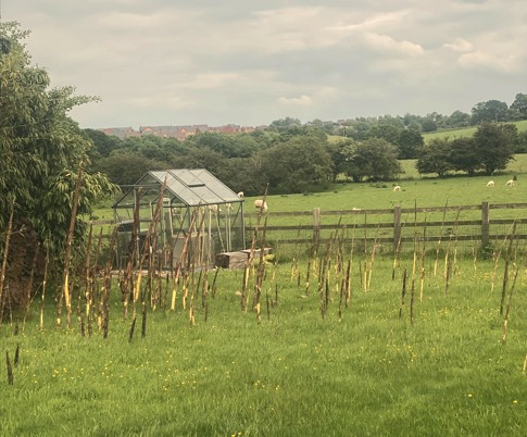 Bamboo growing through a lawn